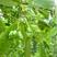 散装八角茴香种子大茴香八角树种籽家庭农家种植蔬菜种子香料