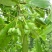 八角树种籽家庭农家种植蔬菜种子香料