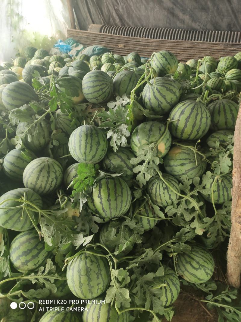 夏邑县精品美都西瓜，一手货源包熟包甜基地大量有货