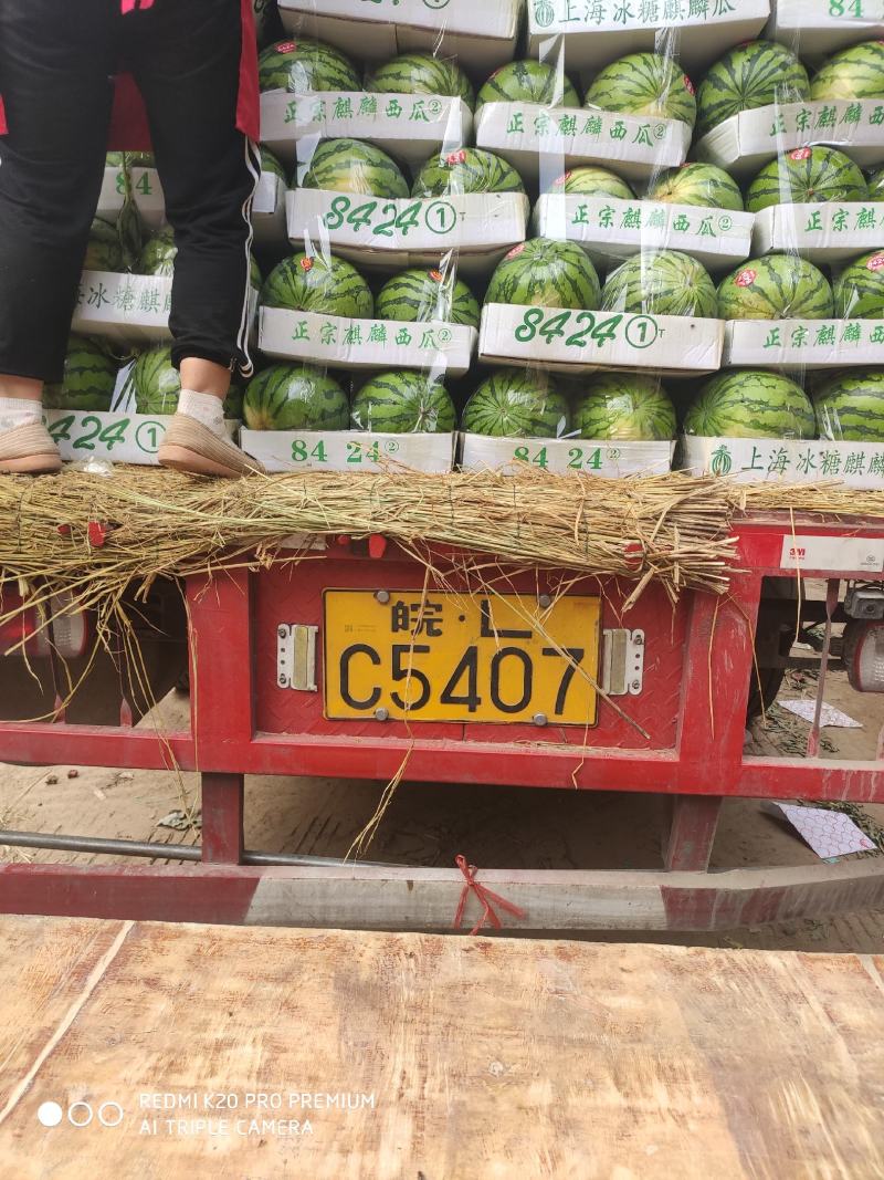 夏邑县精品美都西瓜，一手货源包熟包甜基地大量有货