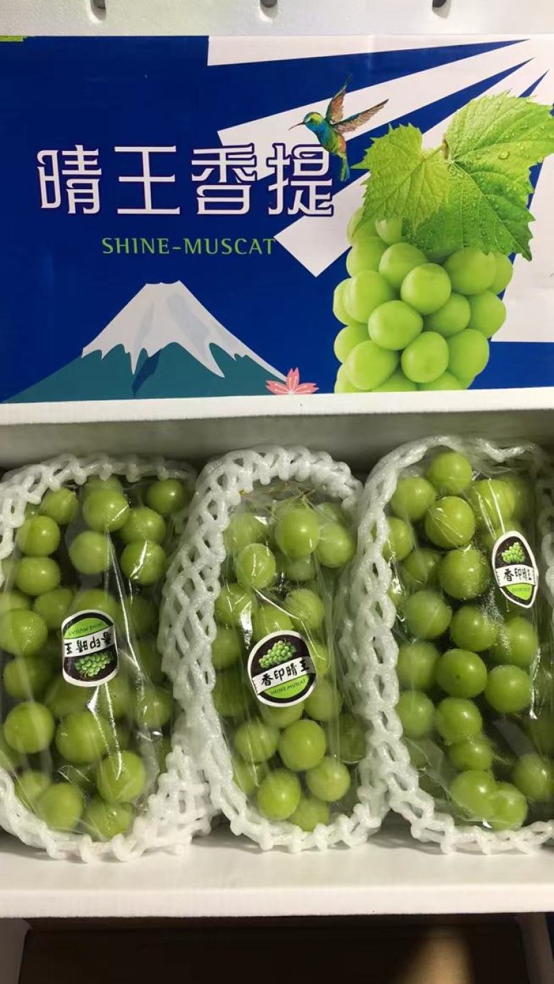 陕西晴王葡萄陕西阳光玫瑰葡萄批发价格质量保证产地直供