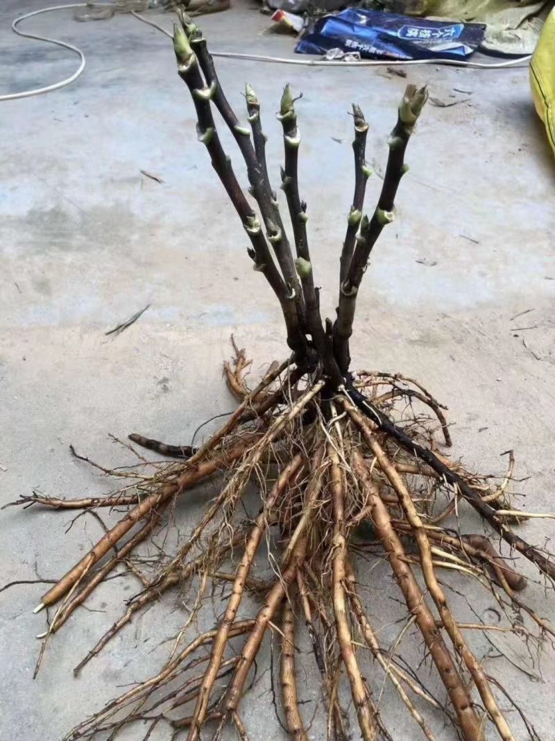 牡丹种子大花重瓣洛阳红牡丹花苗种籽四季播庭院阳台盆栽花卉
