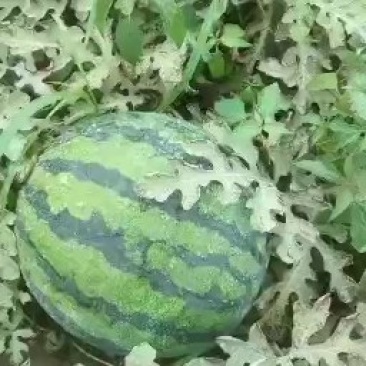 西瓜美都八四