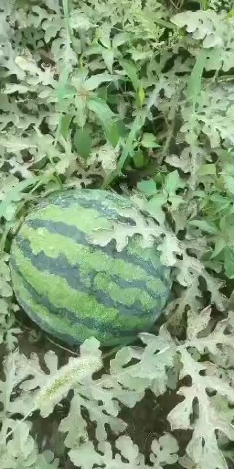 西瓜美都八四