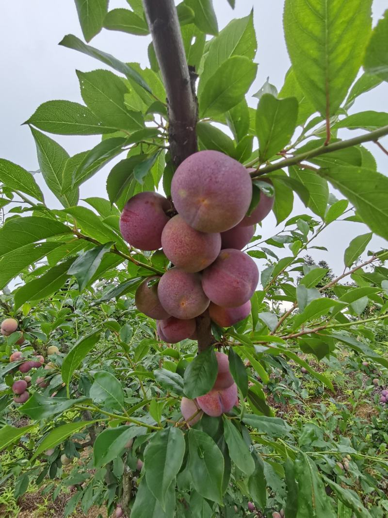 芙蓉李已上市