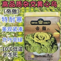 信研帝傲黄心乌种子，杂交特耐寒-10黄心菜白菜种子