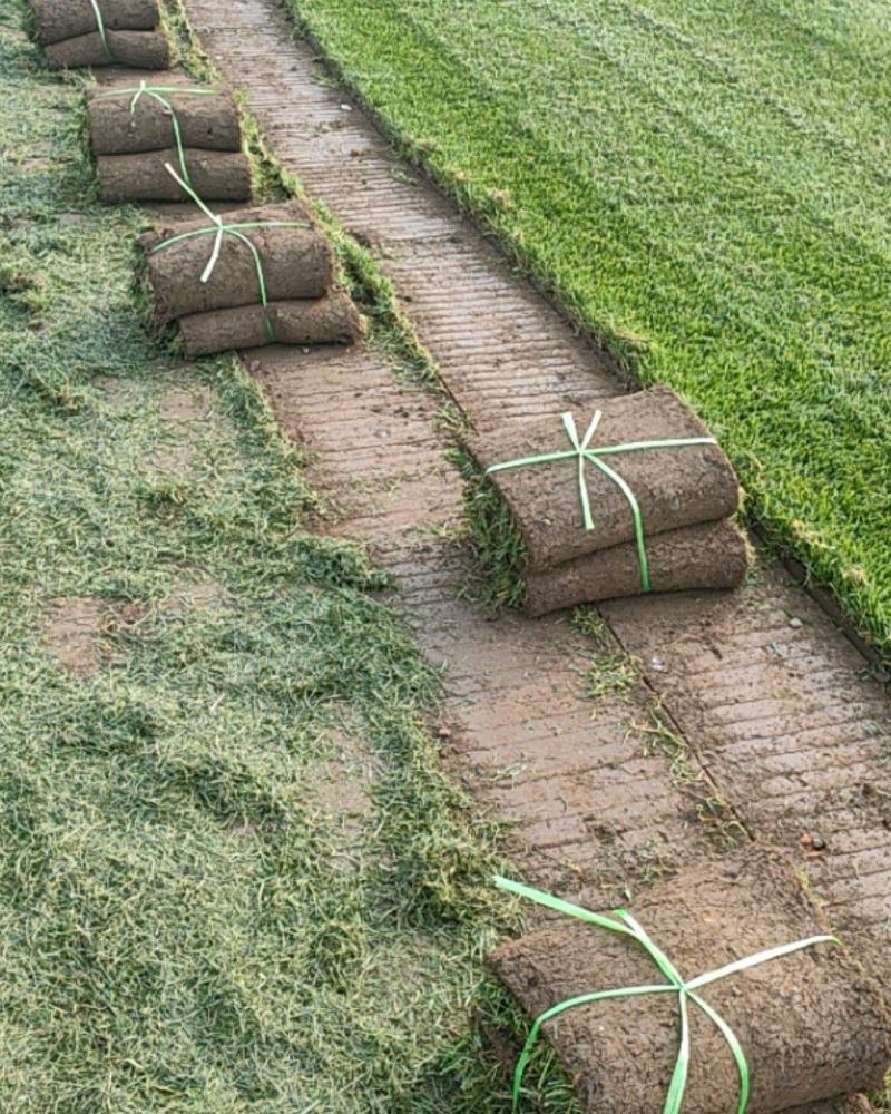 基地出售四季青草坪混播草坪冷季性草坪欢迎来电