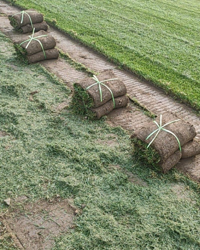 基地出售四季青草坪混播草坪冷季性草坪欢迎来电