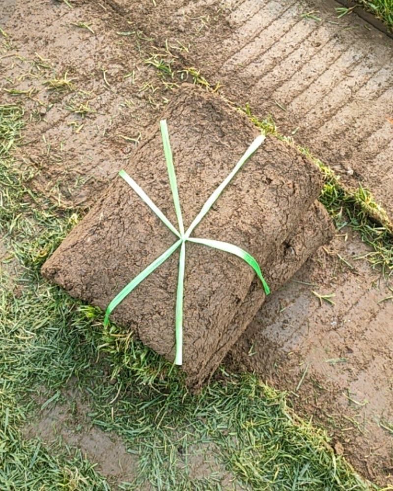 基地出售四季青草坪混播草坪冷季性草坪欢迎来电