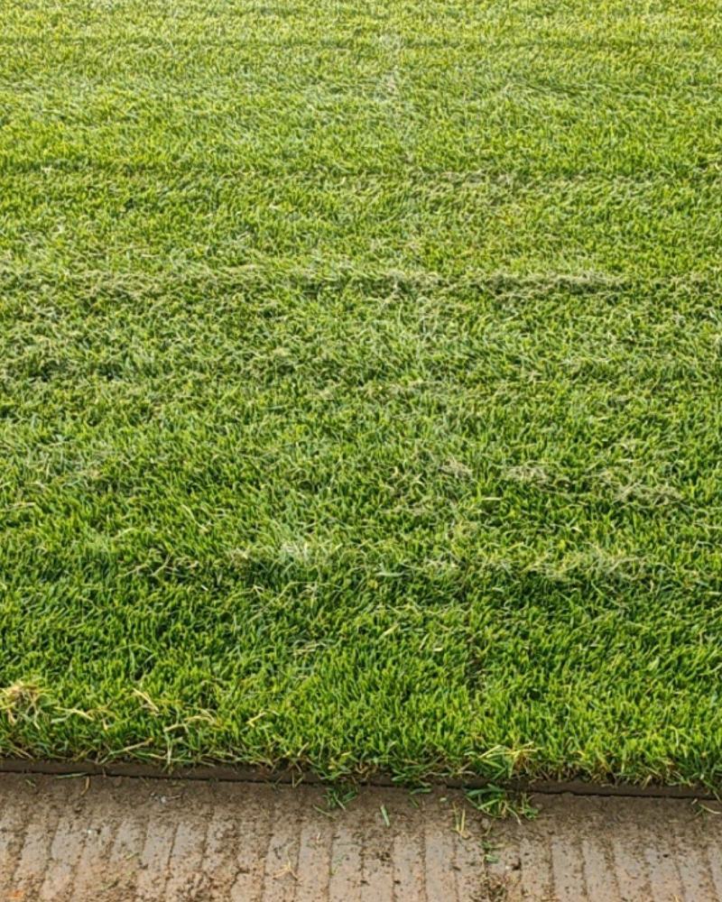 基地出售四季青草坪混播草坪冷季性草坪欢迎来电