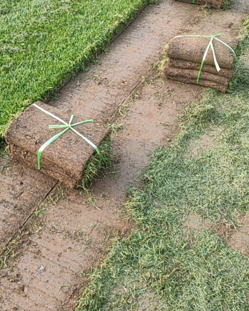 基地出售四季青草坪混播草坪冷季性草坪欢迎来电