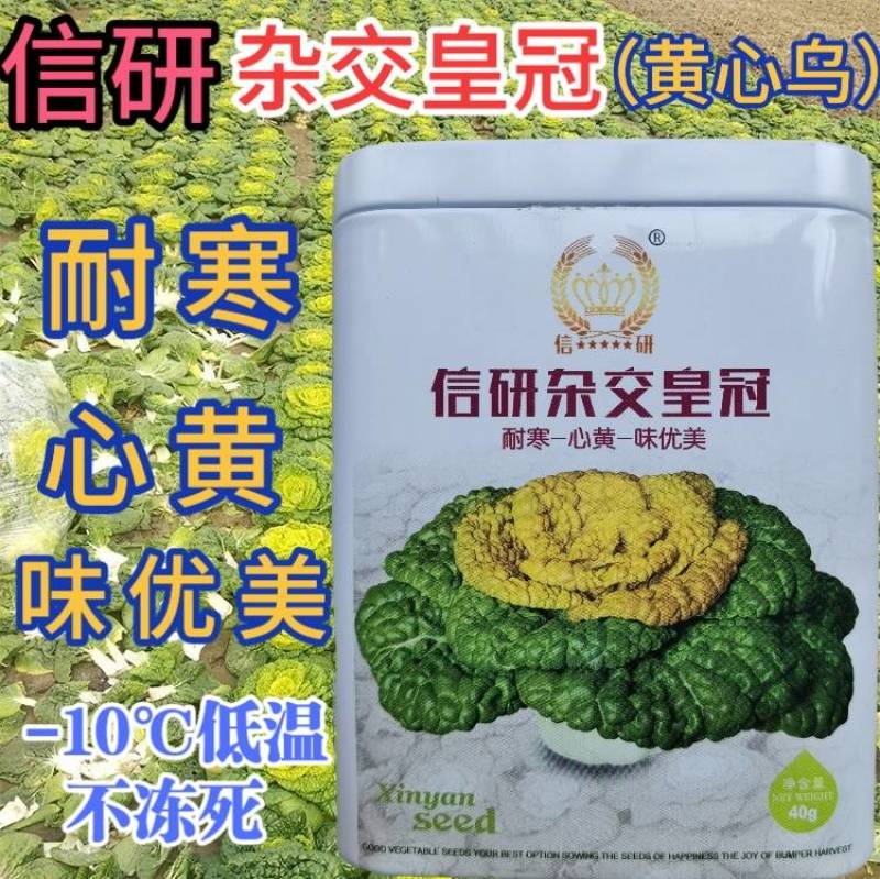 信研杂交皇冠黄心乌种子，黄心菜种子白菜种子