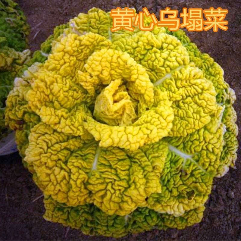 信研杂交皇冠黄心乌种子，黄心菜种子白菜种子