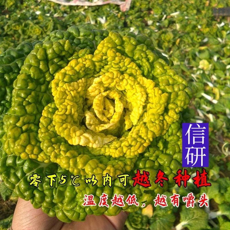 信研杂交皇冠黄心乌种子，黄心菜种子白菜种子