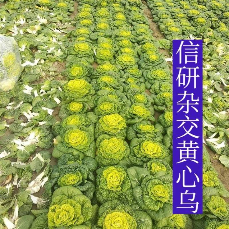 信研杂交皇冠黄心乌种子，黄心菜种子白菜种子