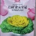 信研杂交皇冠黄心乌种子，黄心菜种子白菜种子