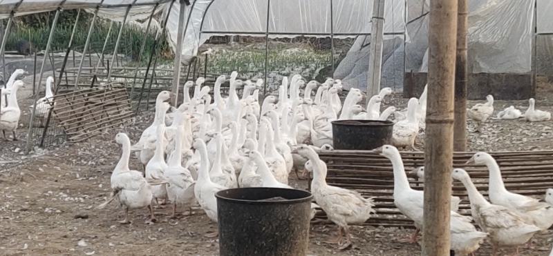 大鹅