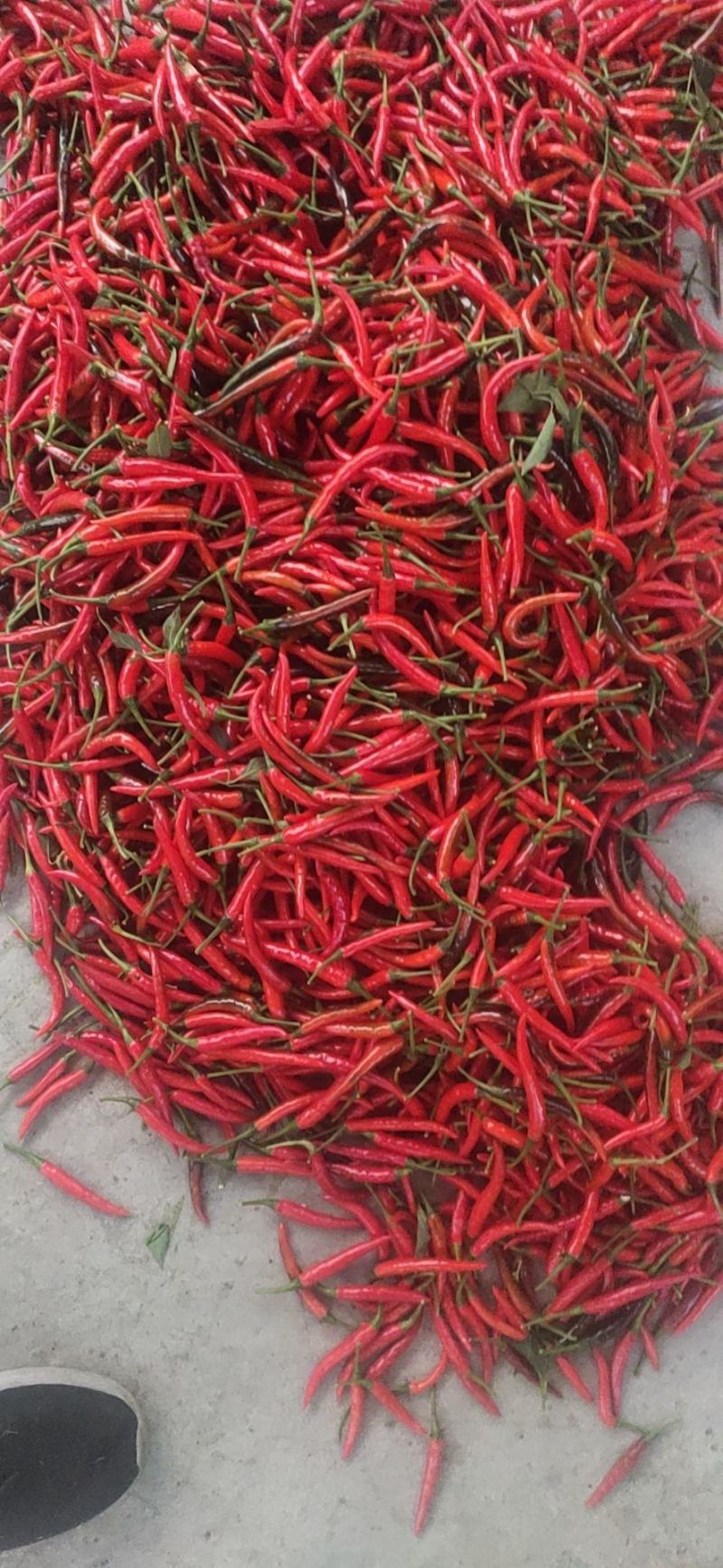 鲜辣椒