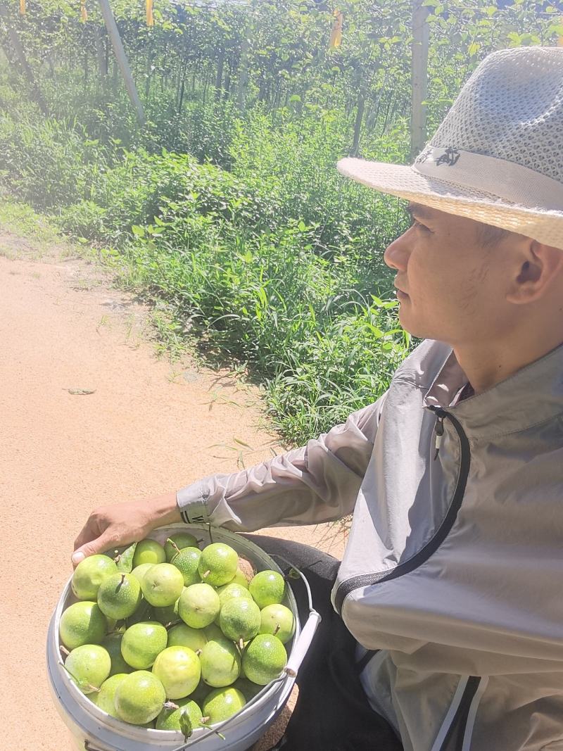 黄金百香果。可做一件代发。