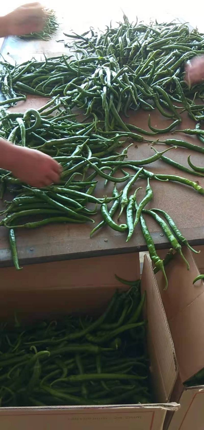 精品线椒10~15厘米青质量保证，全国代发！