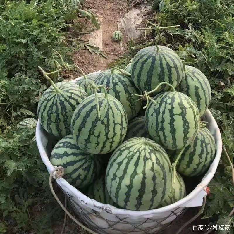 大棚美都头茬次瓜，瓜型漂亮，皮薄肉红口感好甜度高