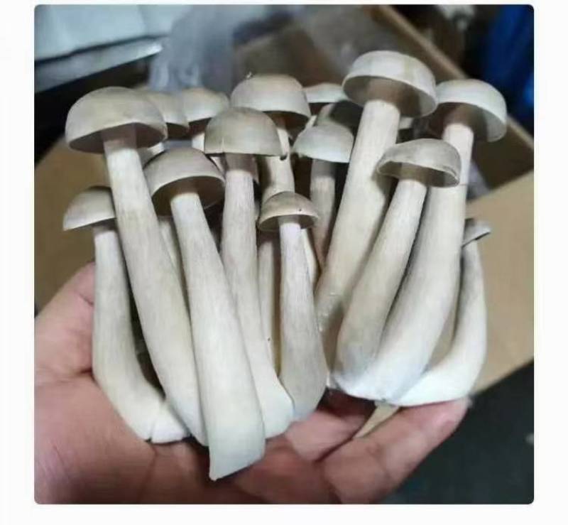 干品鹿茸菇