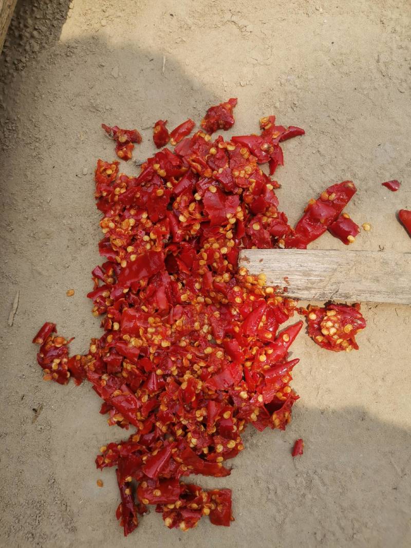 菜剁椒大量供应，品质优量，物美价廉，颜色艳丽