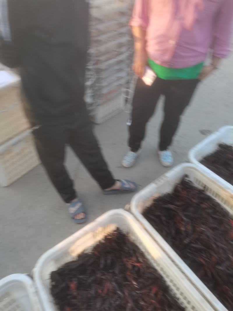 精品小龙虾