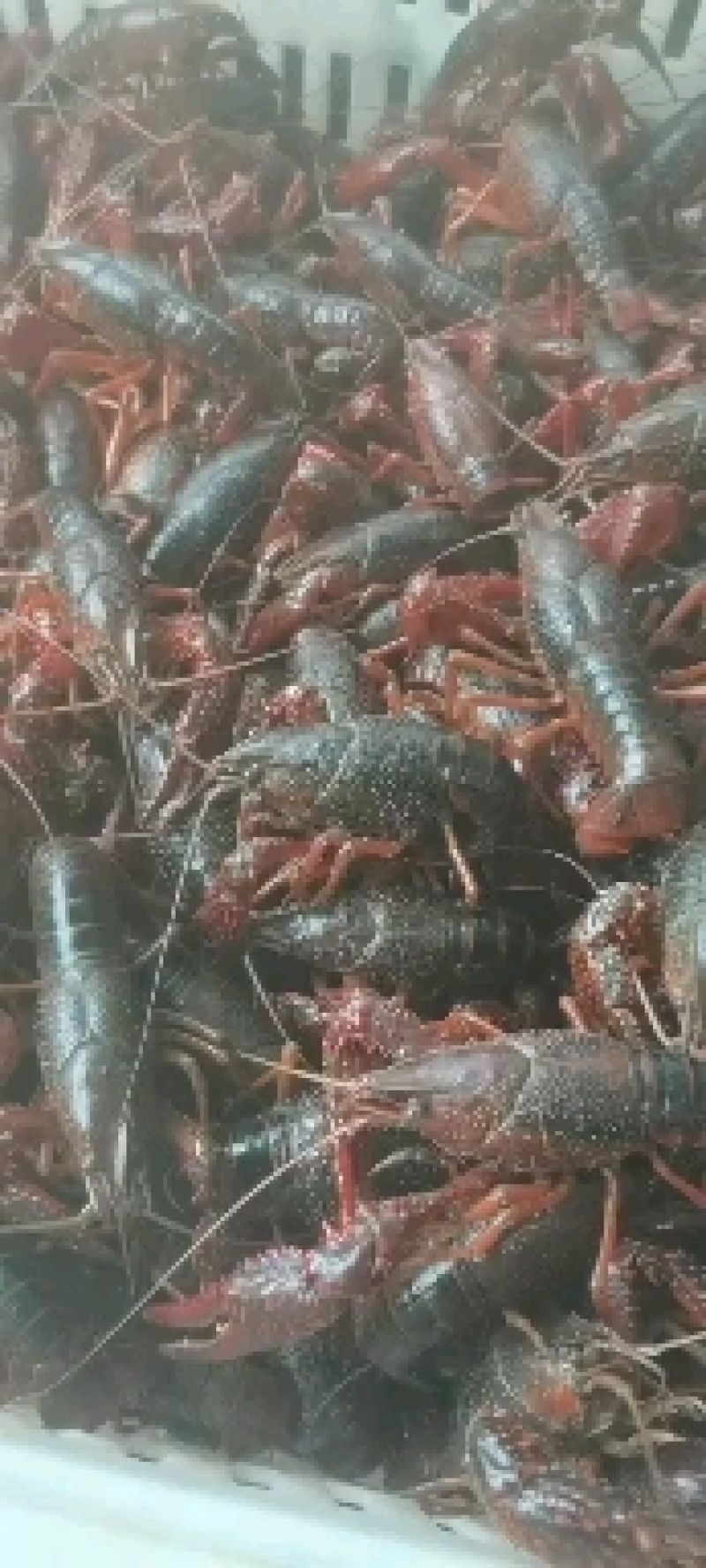精品小龙虾
