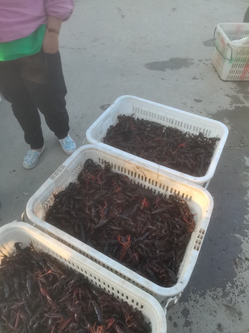 精品小龙虾