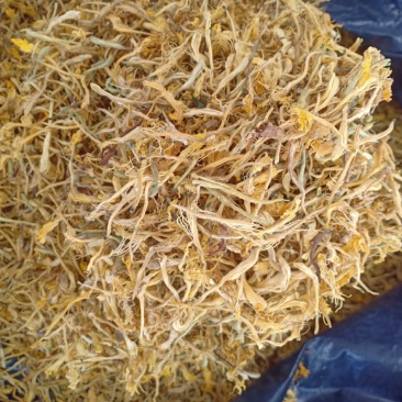 金银花，开花，沂蒙山区里的优质金银花开花，产地直供
