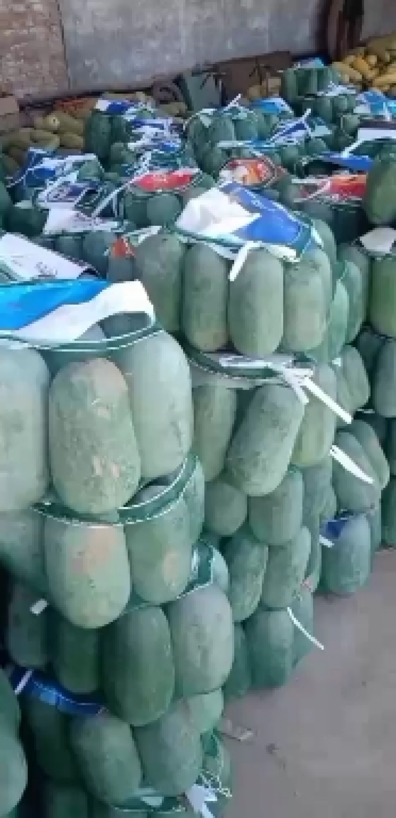 河北衡水宝华疏菜市场冬瓜大量上市了