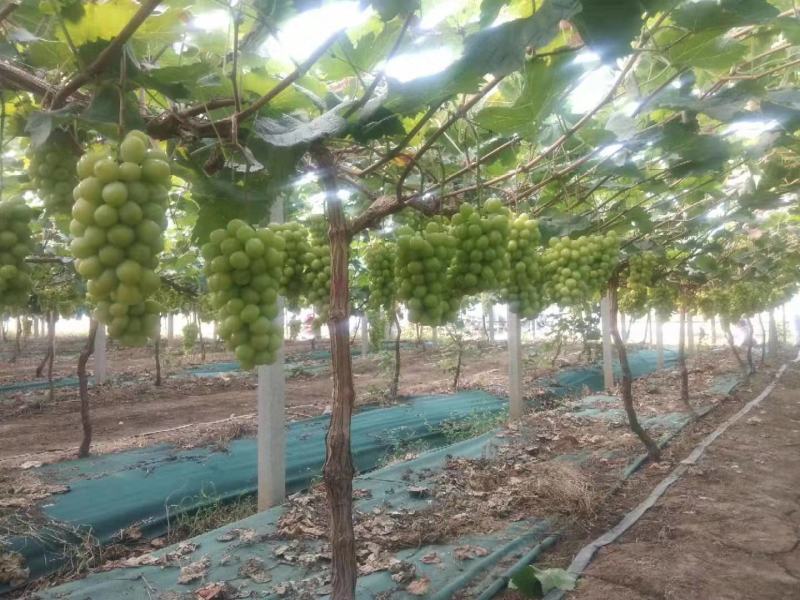 阳光玫瑰高端万亩基地串行好口感纯甜高端包装一手货源充足！