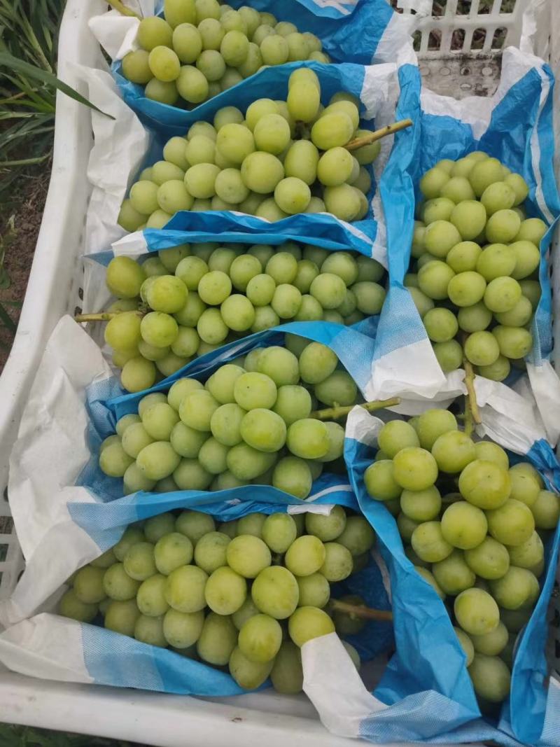 阳光玫瑰高端万亩基地串行好口感纯甜高端包装一手货源充足！