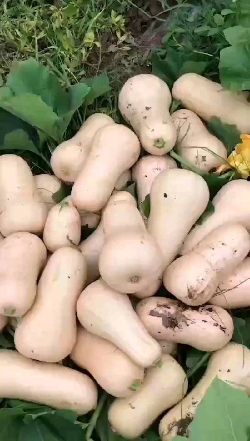 推荐奶油南瓜，瓜型好，个头均匀，颜色黄靓，口感甜，面