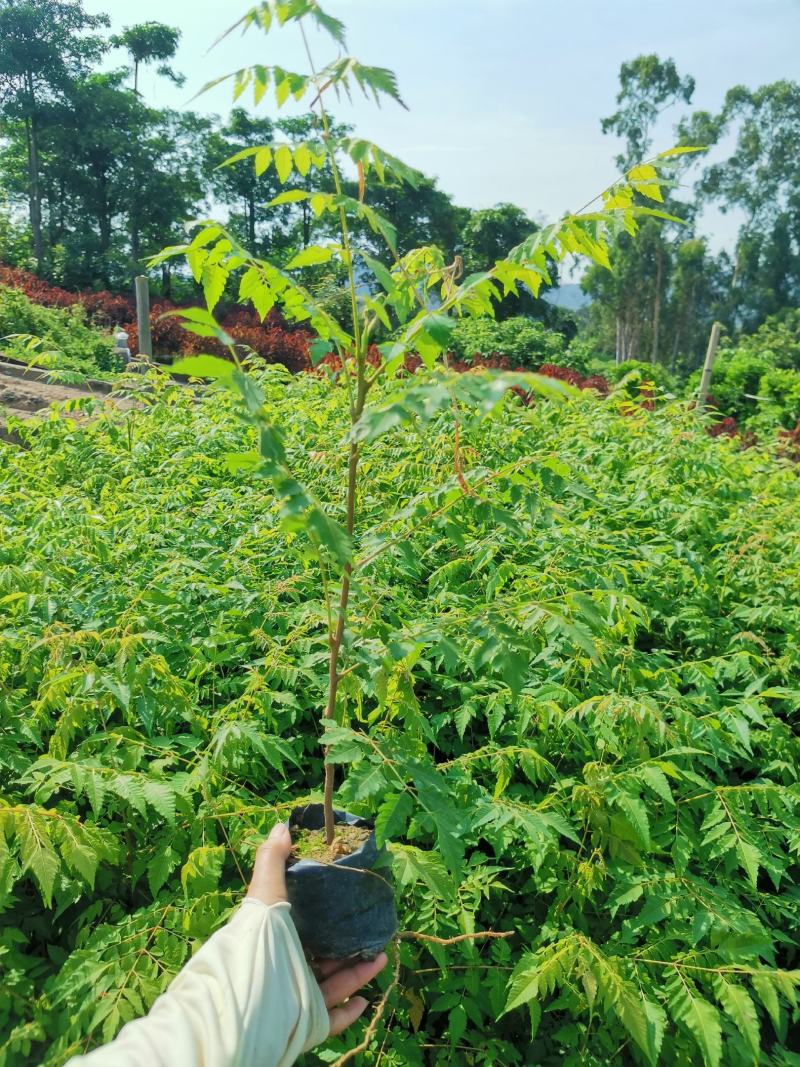 台湾栾树（8cm袋子）