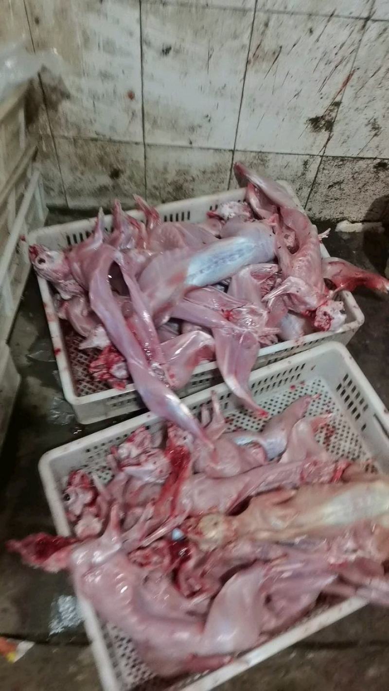 兔肉
