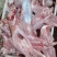 兔肉