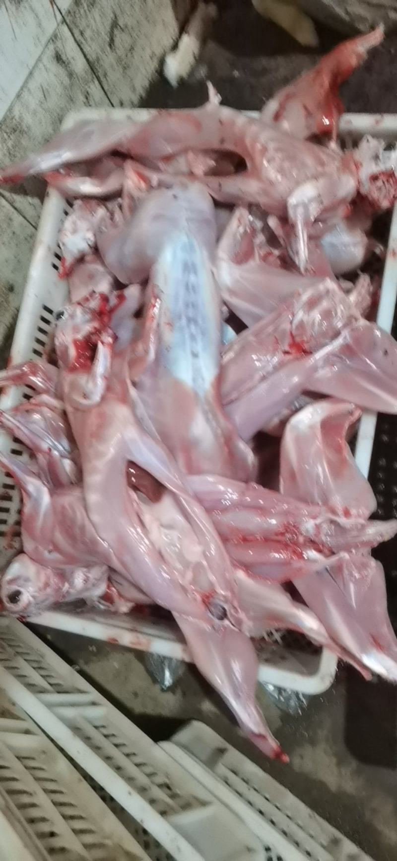 兔肉