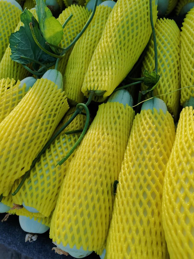 【博洋61】滑县博洋甜瓜品种齐全量大优惠对接全国客商