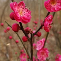 骨里红梅，河南鄢陵一手货源，无中间商，基地直发