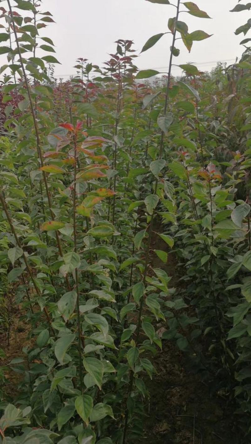 骨里红梅，河南鄢陵一手货源，无中间商，基地直发