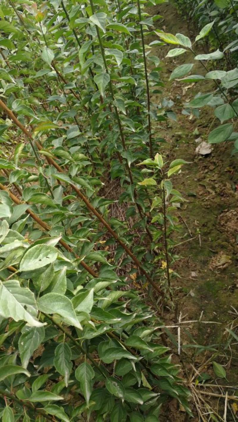 骨里红梅，河南鄢陵一手货源，无中间商，基地直发