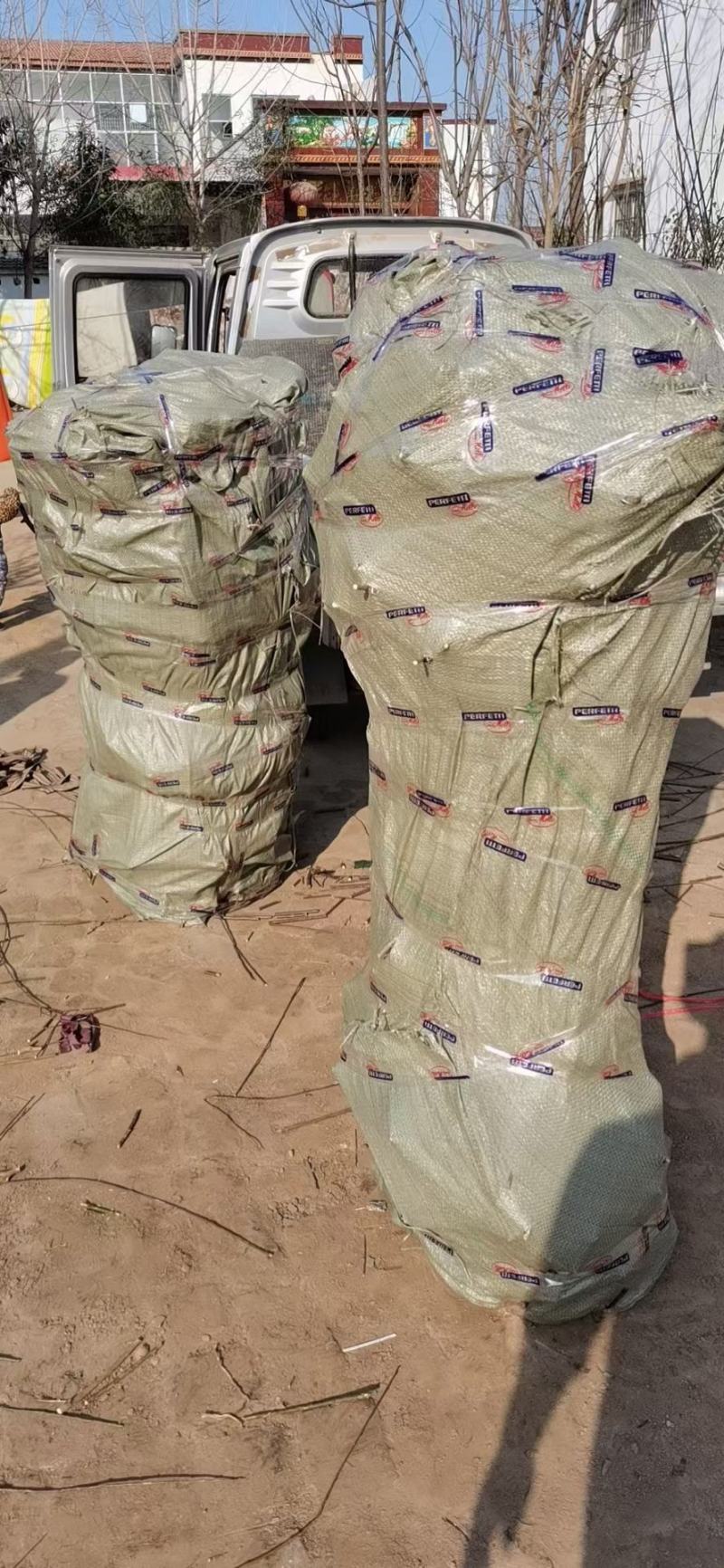 骨里红梅，河南鄢陵一手货源，无中间商，基地直发