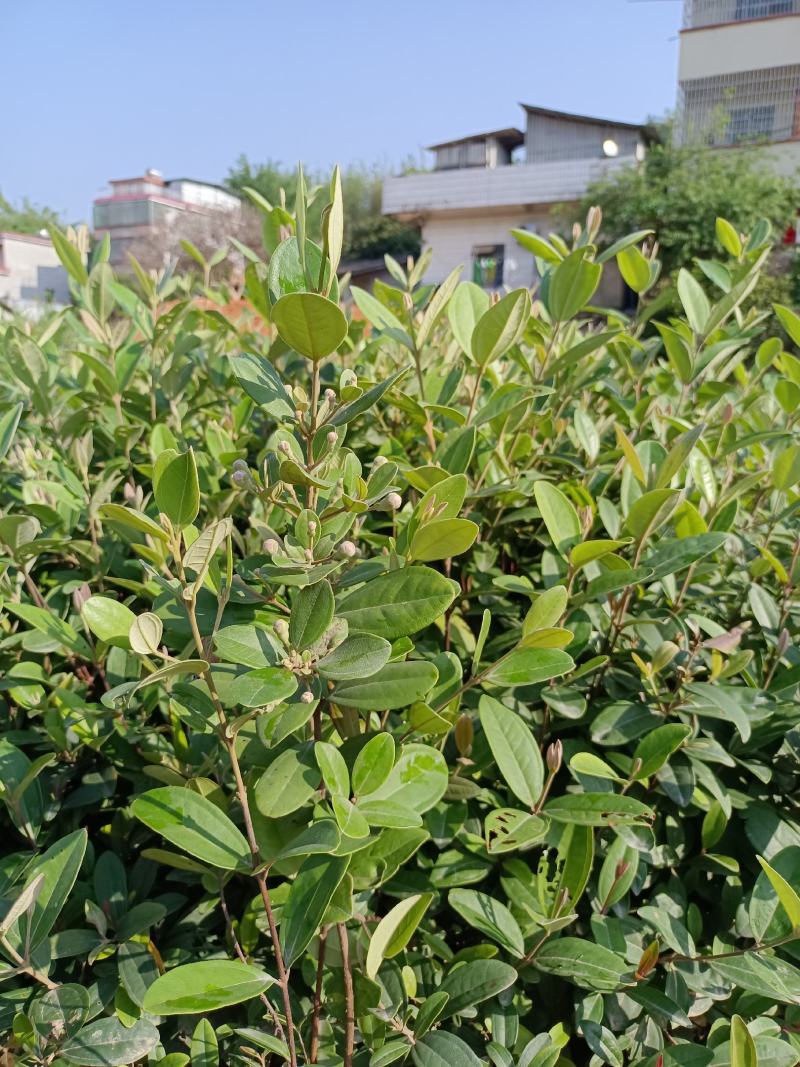 桃金娘苗(捻子苗)今年种明年开花结果，营养杯苗！