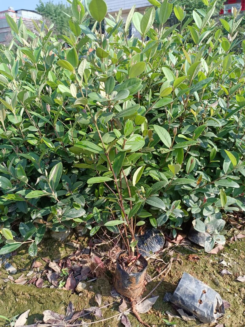 桃金娘苗(捻子苗)今年种明年开花结果，营养杯苗！