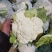 甘肃定西市临洮精品新鲜菜花应季蔬菜量大从优