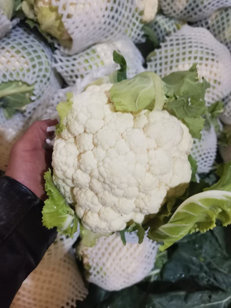 甘肃定西市临洮精品新鲜菜花应季蔬菜量大从优