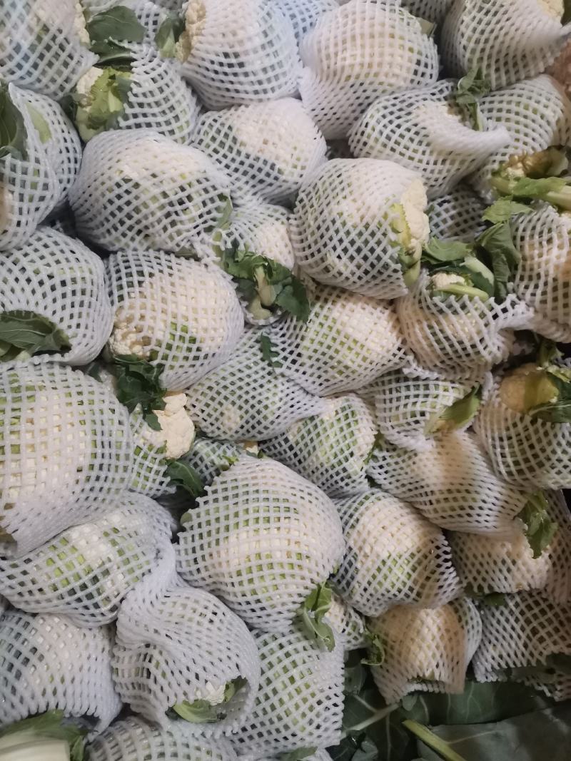 甘肃定西市临洮精品新鲜菜花应季蔬菜量大从优