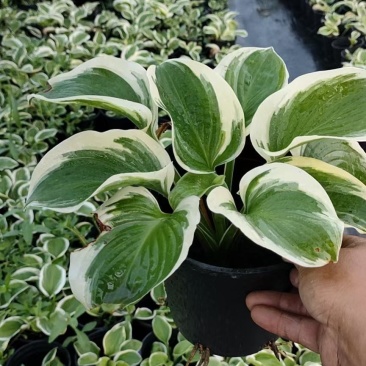 玛格丽特